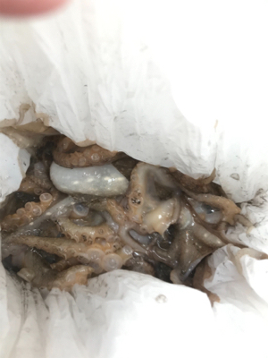 今年初のイイダコ