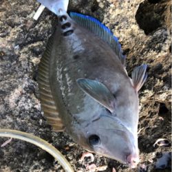 イズスミ狙い！