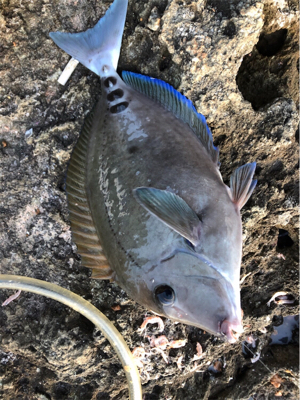 イズスミ狙い！