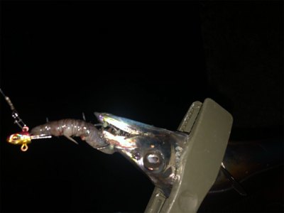 朝マヅメタチウオ！