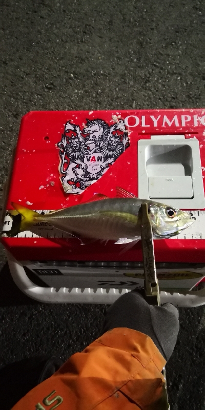 アジング練習 102