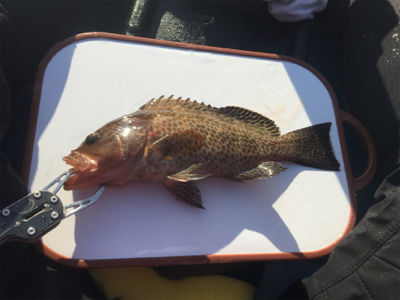 久しぶりのカヤックフィッシング！