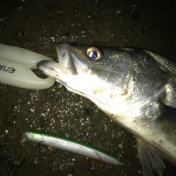 仕事帰りシーバス