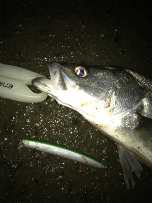 仕事帰りシーバス