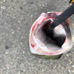 まさかのブリ！