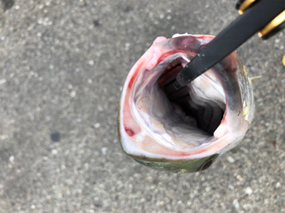 まさかのブリ！