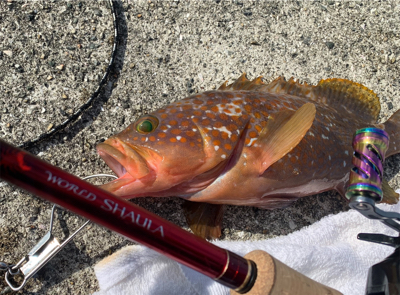 沖堤アコウ！！