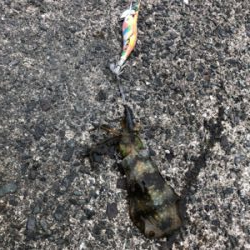 ヤリイカ狙い