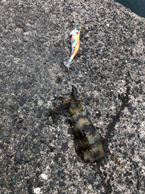 ヤリイカ狙い