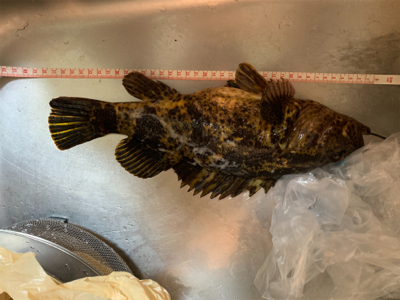 モンスタータケノコ