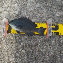 フカセでメバル・グレ