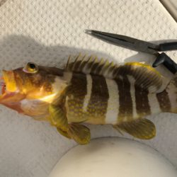 鯛ラバとスロージギング