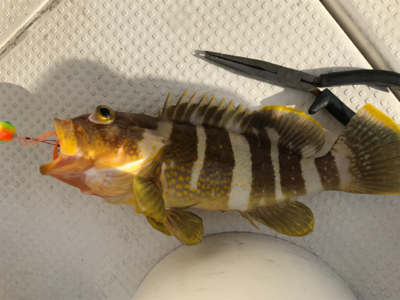 鯛ラバとスロージギング