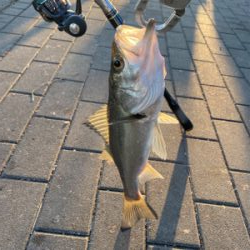 思いがけず初シーバス