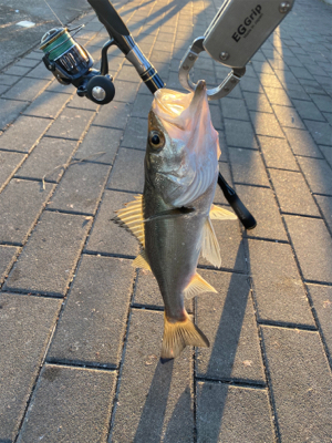 思いがけず初シーバス