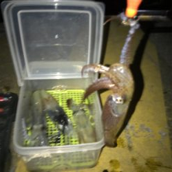 まだまだヒイカ釣り(^。^)