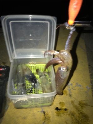 まだまだヒイカ釣り(^。^)