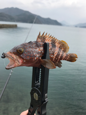 メバルを求めて⑤