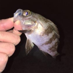 ライトゲーム、アジ・メバル