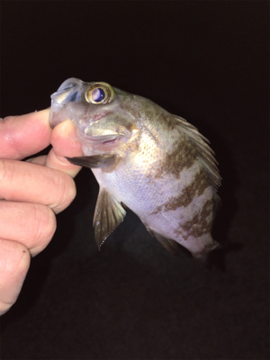 ライトゲーム、アジ・メバル