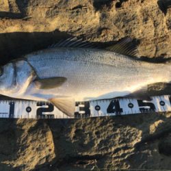 ヒラスズキ 三浦半島