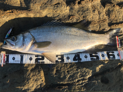 ヒラスズキ 三浦半島