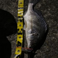 キビレにしてはいいサイズ!