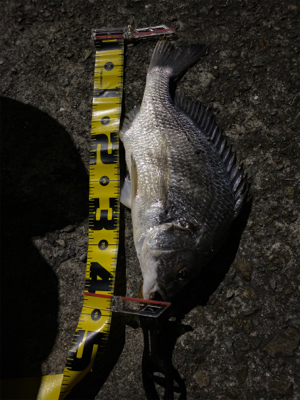 キビレにしてはいいサイズ！