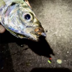 ゼログラヘッド＋シャローフリークプチ