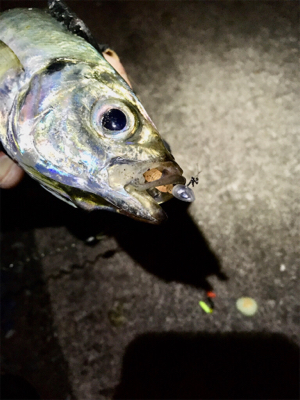 ゼログラヘッド＋シャローフリークプチ