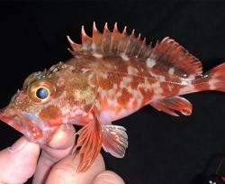 メバルあたりなし