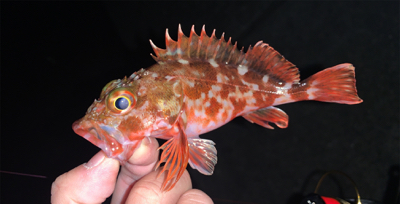 メバルあたりなし