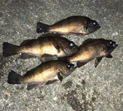 渋かったメバリング