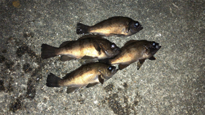 渋かったメバリング