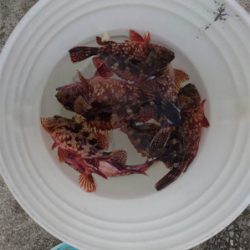 鯵ング今日は和歌山へ