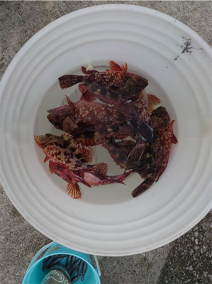 鯵ング今日は和歌山へ