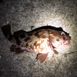 ガッシーに遊ばれたくて…