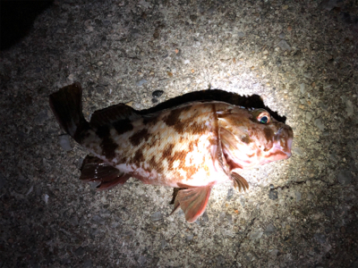 ガッシーに遊ばれたくて…