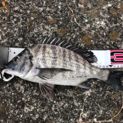 ようやくチヌらしいチヌ