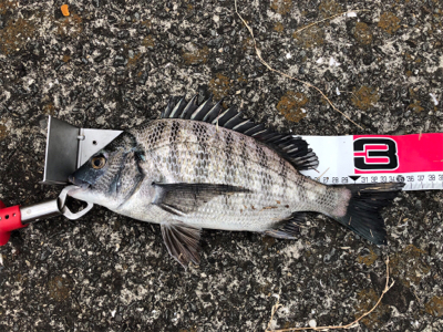 ようやくチヌらしいチヌ