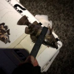 雨の大蔵メバリング