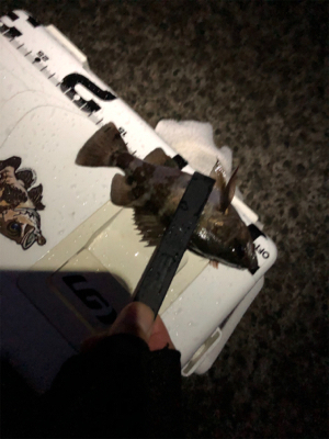 雨の大蔵メバリング