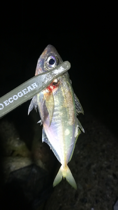 ナイトメバリング