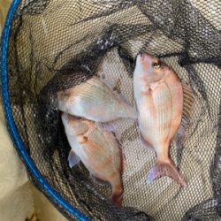 メバル　　鯛　　たかみ丸　　中潮