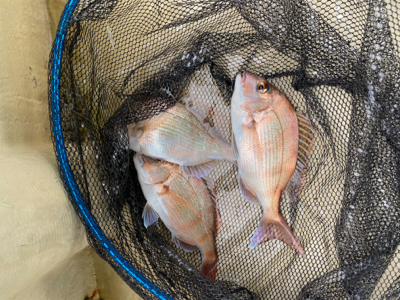 メバル　　鯛　　たかみ丸　　中潮