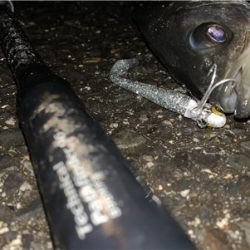 ナイトシーバス