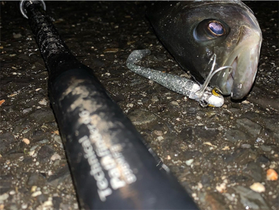 ナイトシーバス