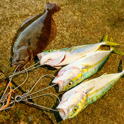 ヒラメとイナダ