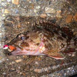 ガッシー⑤ みかんはお好き⁉︎