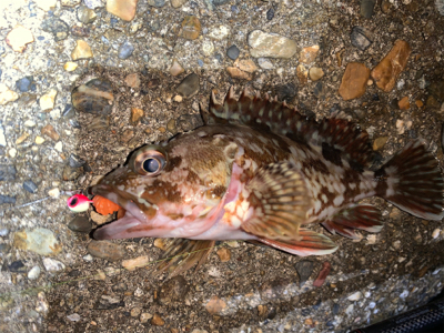 ガッシー⑤ みかんはお好き⁉︎